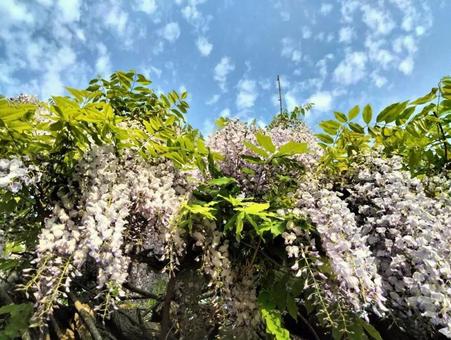 藤の花 藤の花の写真