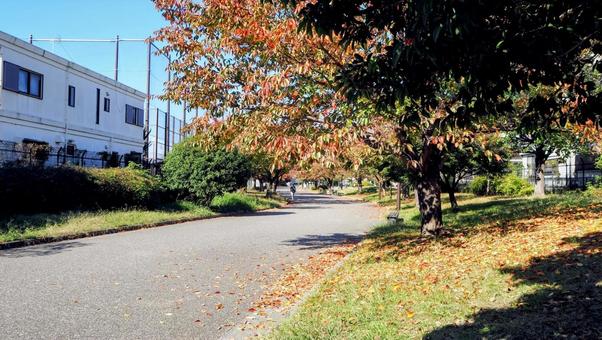 秋の宇喜田公園・紅葉&落ち葉(江戸川区) 秋の宇喜田公園・紅葉&落ち葉(江戸川区) 秋,紅葉,宇喜田公園の写真素材