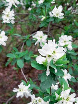 Photo, white, flower, bloom, 