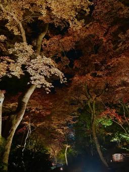 もみじ もみじ,紅葉,ライトアップの写真素材