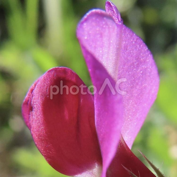 カラスノエンドウ（ヤハズエンドウ） カラスノエンドウ,ヤハズエンドウ,花の写真素材