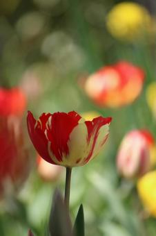 Tulip flowers, JPG Tulip flowers, JPG