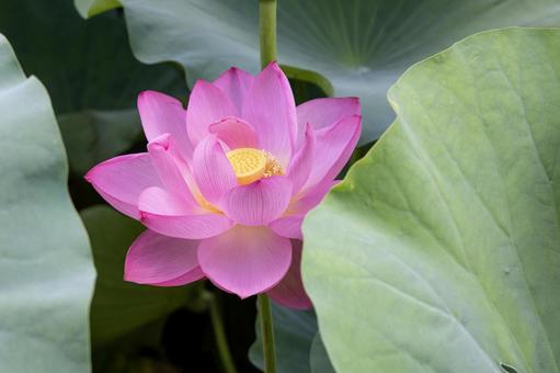 葉の間からのぞく蓮の花 葉の間からのぞく蓮の花 蓮,蓮の花,ピンクの写真素材