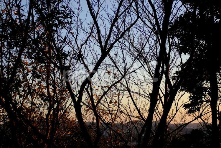 隙間から見る夕暮れ 自然,植物,風景の写真素材