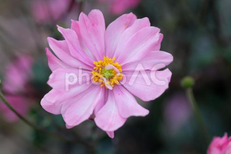 シュウメイギク（ピンク） シュウメイギク,ピンク,花の写真素材