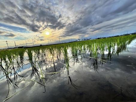 田んぼに反射する夕日2 田んぼに反射する夕日2の写真
