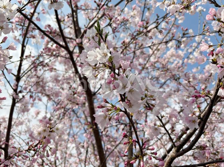 桜の木 桜,3月,4月の写真素材