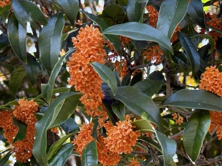 キンモクセイ(金木犀) キンモクセイ,金木犀,きんもくせいの写真素材