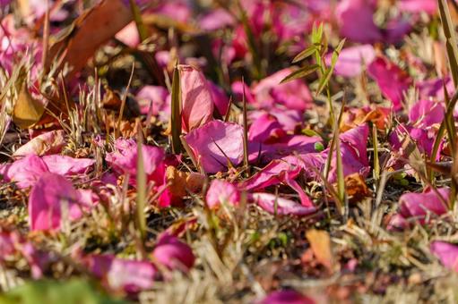地面に舞い落ちた山茶花の花びら 地面に舞い落ちた山茶花の花びらの写真