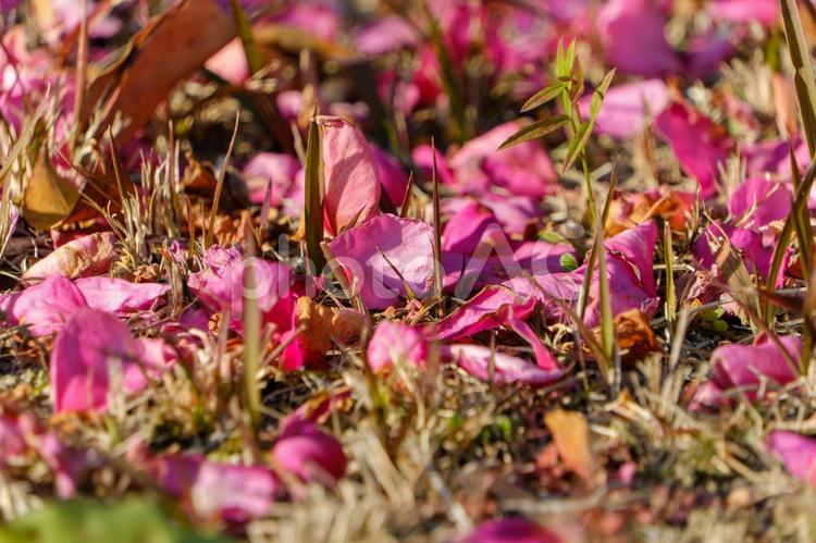 地面に舞い落ちた山茶花の花びら 山茶花,花,花びらの写真素材