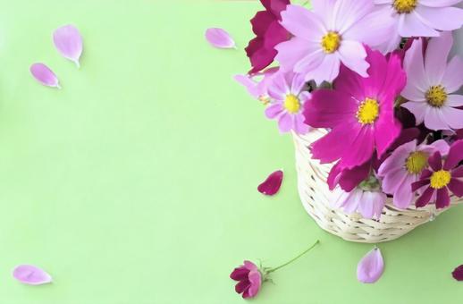 コスモスの花のフレーム コスモスの花のフレームの写真