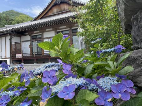 Hydrangea Temple, JPG