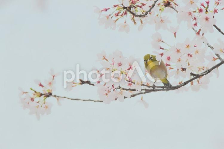 桜とメジロ2 野鳥,桜,メジロの写真素材