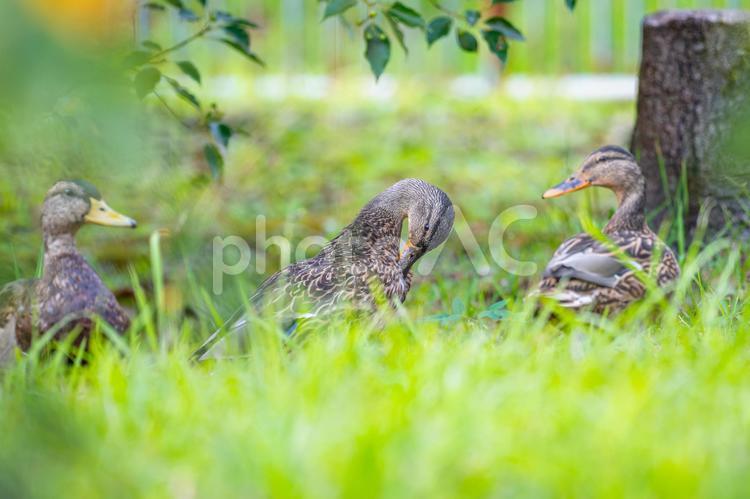 地面を歩くマガモ マガモ,カモ,鴨の写真素材