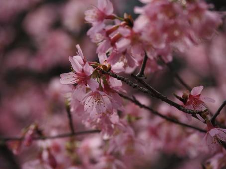 桜の花 桜の花の写真