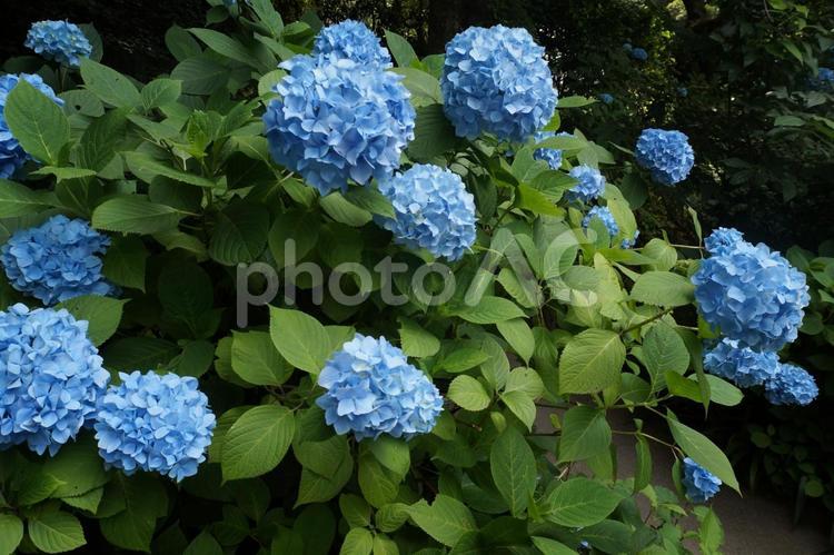 鮮やかに咲き誇る青い紫陽花 アジサイ,6月,花の写真素材