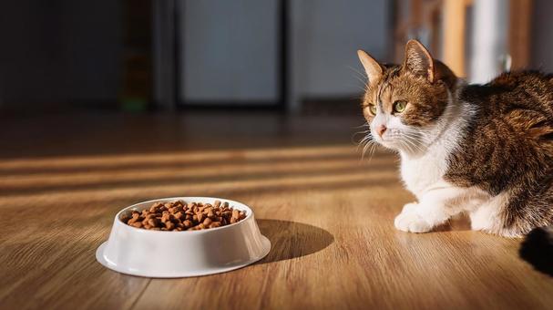 食欲がいまいちな猫3 食欲がいまいちな猫3の写真