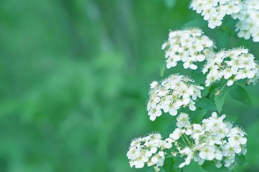 新緑の季節36の写真