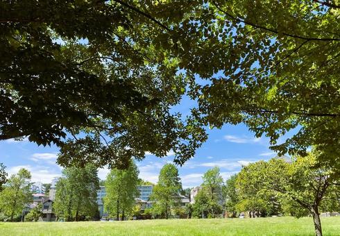 Photo, shade of tree, shade, green, 