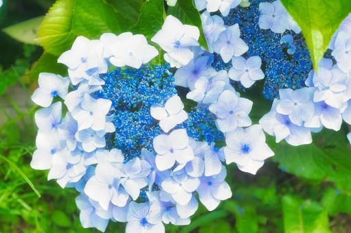 アジサイ　紫陽花　あじさいの写真