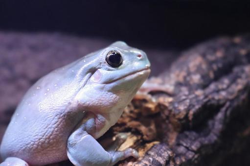 Photo, yea mega frog, a frog, frog, 