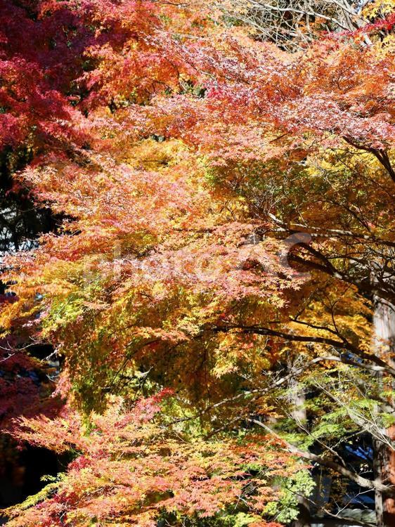 グラデーションが綺麗な紅葉 紅葉,モミジ,もみじの写真素材