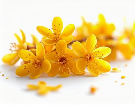 黄色い花の写真