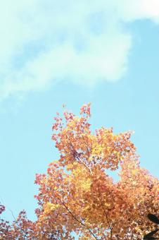 Shining against the autumn sky, JPG