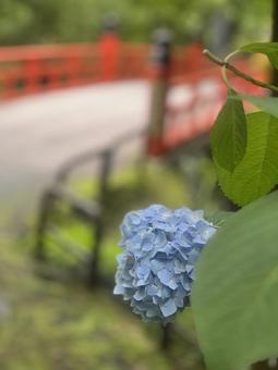 Hydrangea and red bridge, JPG Hydrangea and red bridge, JPG