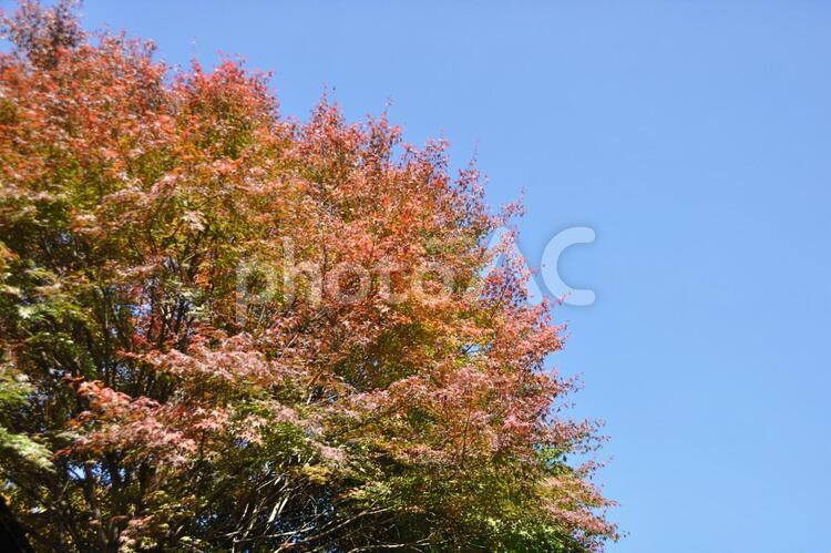 青い空に赤く染まる木 あき,秋,紅葉の写真素材