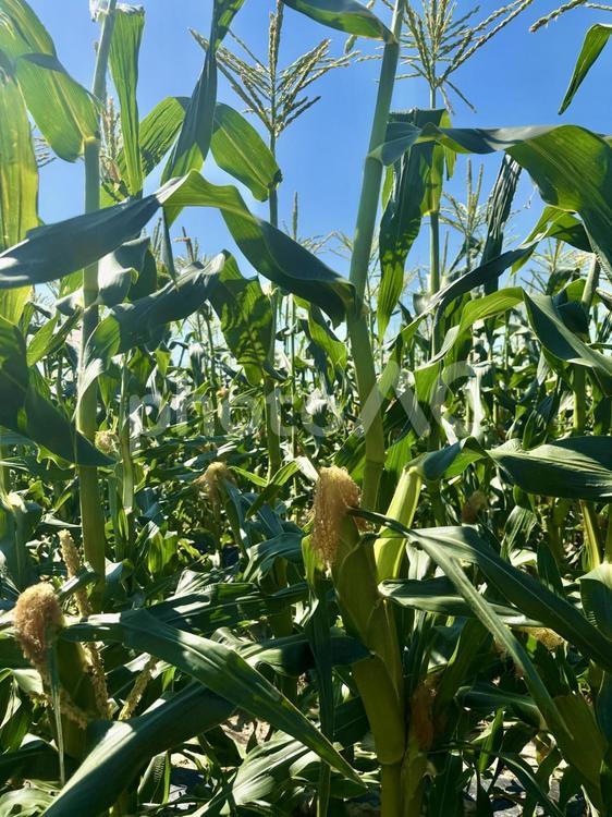 実りの夏 トウモロコシ,農業,コーンの写真素材