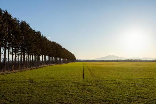 並木のある畑と斜里岳 並木のある畑と斜里岳 光,初冬,北海道の写真素材
