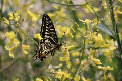 黄色い花で吸蜜するナミアゲハのアップ 黄色い,花,吸蜜の写真素材