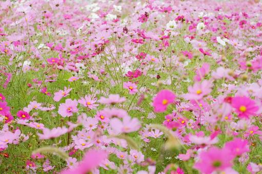 コスモスの写真