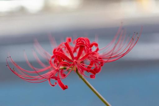 葛飾の路傍に咲いていた曼珠沙華の紅い花 葛飾の路傍に咲いていた曼珠沙華の紅い花の写真