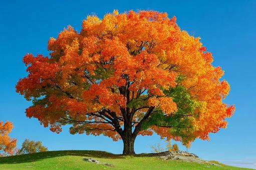 紅葉が美しい日本の風景 紅葉が美しい日本の風景の写真