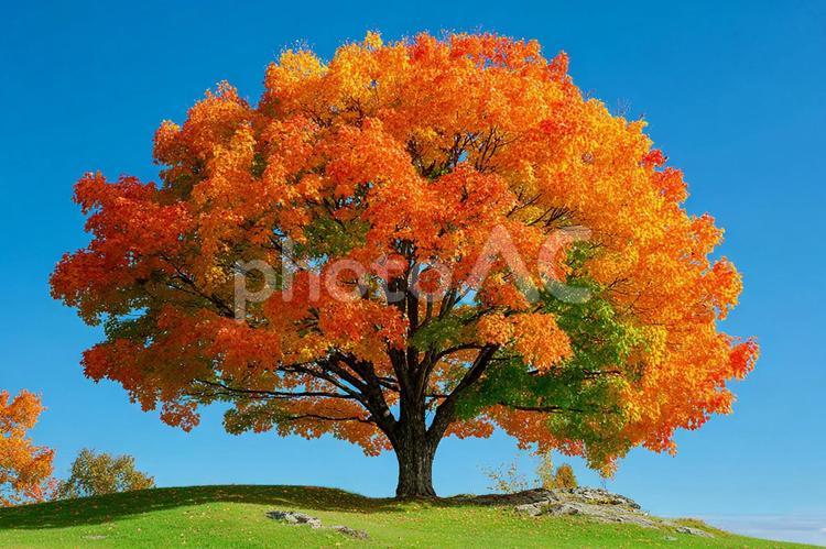 紅葉が美しい日本の風景 紅葉,カエデ,もみじの写真素材