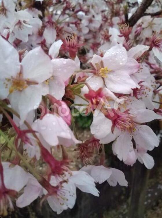 雨に濡れた桜 雨,桜,春の写真素材