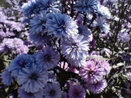 友禅菊 菊,友禅菊,花の写真素材