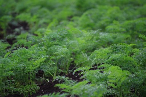 にんじんの葉に光る朝露の透明感 にんじん,にんじん畑,朝の写真素材