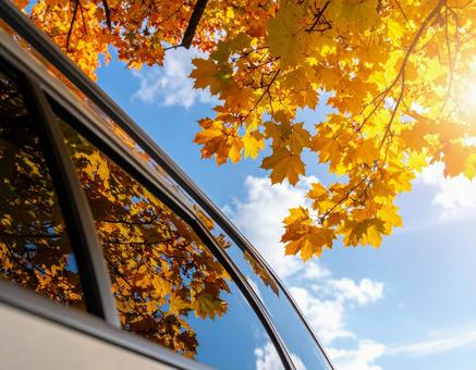 ドライブ中に見上げる青空と紅葉 ドライブ中に見上げる青空と紅葉の写真