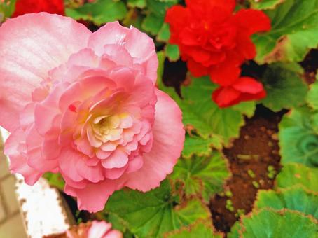 ピンクのベゴニア ベゴニア,葉,自然の写真素材