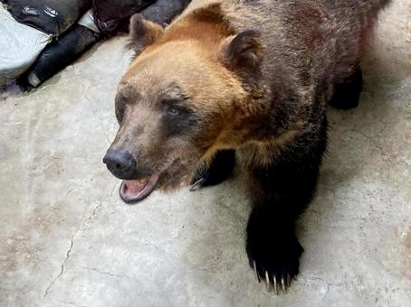 ヒグマ ヒグマ,エゾヒグマ,熊の写真素材