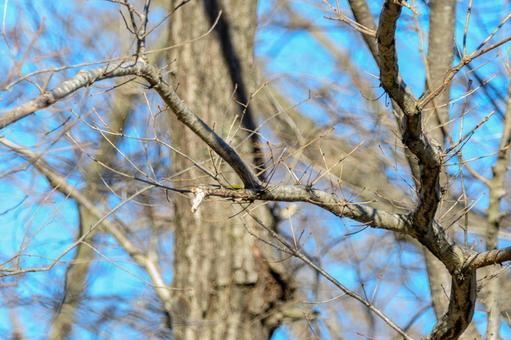 A green sparrow perched on a winter tree branch, kawarahiga, bird, wild bird, JPG