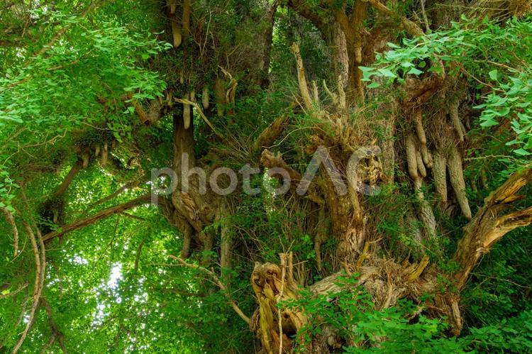 雨乞いのイチョウ⑷ 初夏,イチョウ,新緑の写真素材
