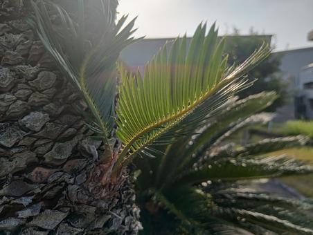 Photo, cycads, gymnosperms, southern country, 