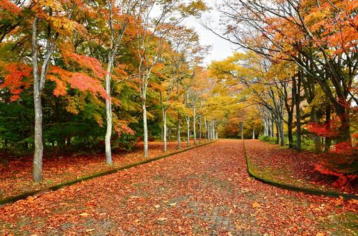 落ち葉の公園 落ち葉,落葉,公園の写真素材