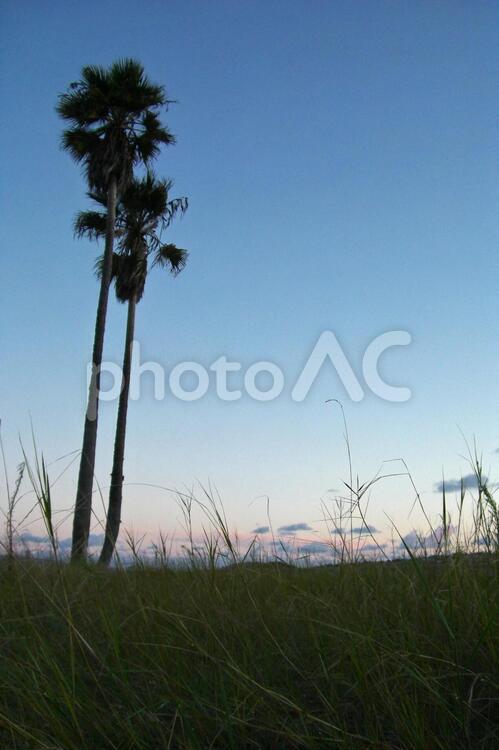 夕陽とやしの木４ 夕暮れ,黄昏,シルエットの写真素材