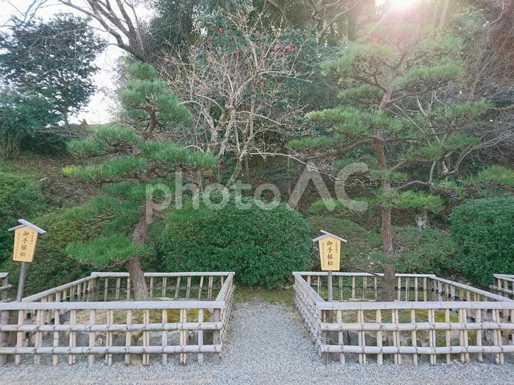 長谷寺の木 木,自然,風景の写真素材