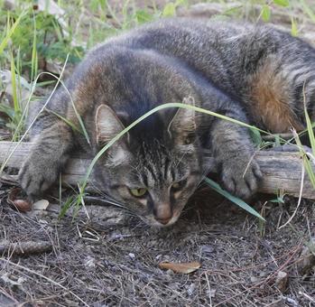 落ち込み公園ネコ 沖縄県 那覇市 落ち込み公園ネコ 沖縄県 那覇市 ネコ,ねこ,生き物の写真素材